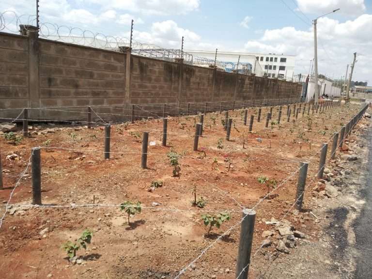 Affrordable Tree Seedling Gaurd Posts Recycled From Plastics Ready For Sale By Manufacturer Located In East Africa Nairobi Kenya