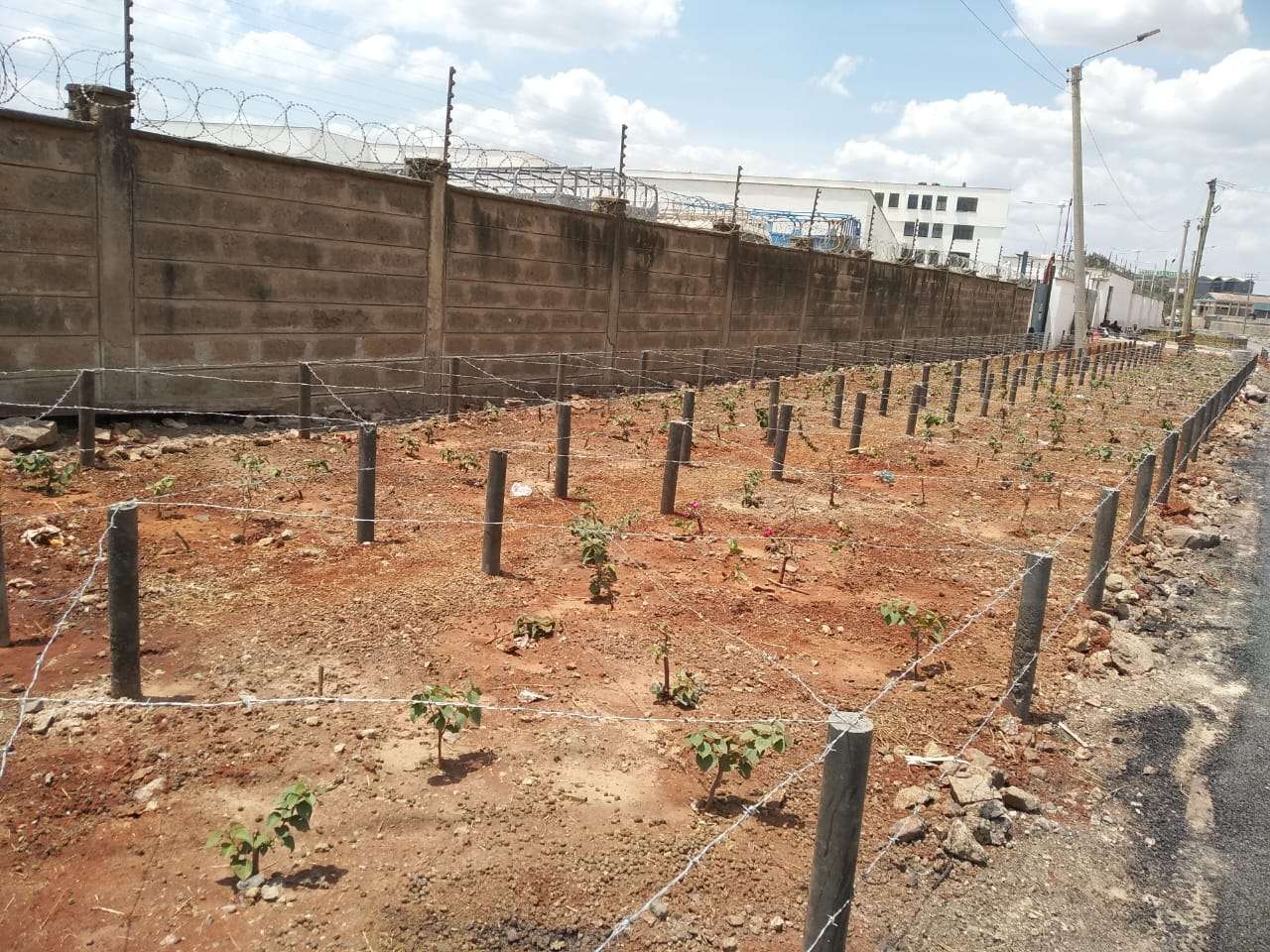 Affrordable Tree Seedling Gaurd Posts Recycled From Plastic Ready For Sale By Manufacturer Located In East Africa Nairobi Kenya