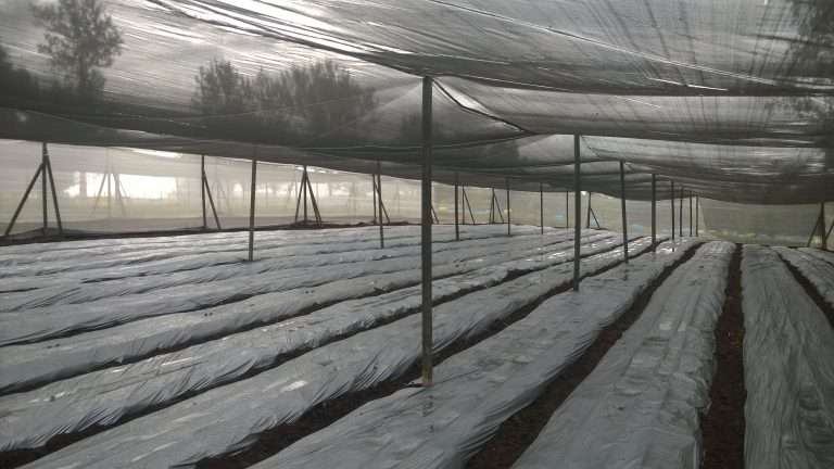 Manufacturer Of Green House Canopy Supports Recycled From Plastic